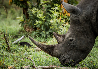 Grazing White rhino in the Kruger National Park, South Africa.