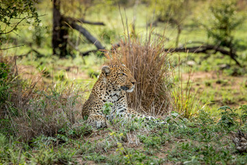Laying Leopard in the Kruger National Park, South Africa.