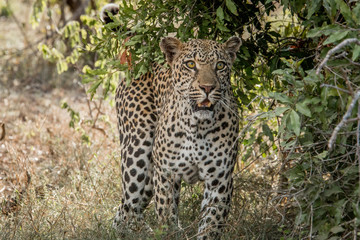 Naklejka na ściany i meble Starring Leopard in the Kruger National Park, South Africa.