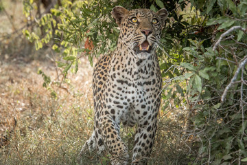 Naklejka na ściany i meble Leopard looking up in the Kruger National Park, South Africa.