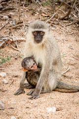 Vervet monkey with a baby in the Kruger National Park, South Africa.