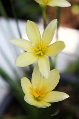 .Close up yellow rain lily blooming background