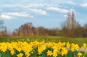 Blühende Osterglocken in Frühlingslandschaft mit Wiese und Laubbäumen, Parklandschaft mit beliebten gelben Frühlingsblumen, Narcissus pseudonarcissus, Gartenbau, Frühlingsbepflanzung, Blumenbeete