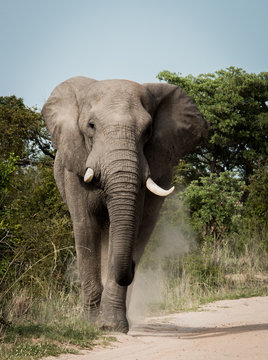 Elephant walking towards the camera in the Kruger National Park, South Africa.