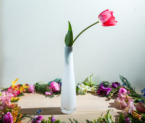 Tulip in a vase