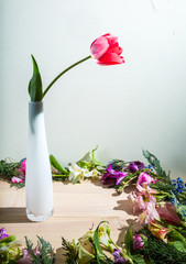 Tulip in a vase
