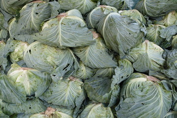 Fototapeta na wymiar Organic cabbage arranged on truck for sale