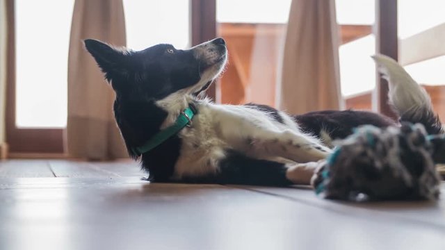 Dog on floor laying and head fall on wood