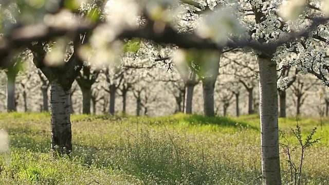 Beautiful blossoming cherry-tree garden, sunset light