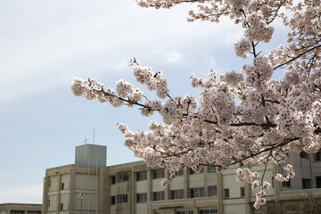 桜と校舎