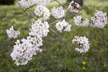 桜