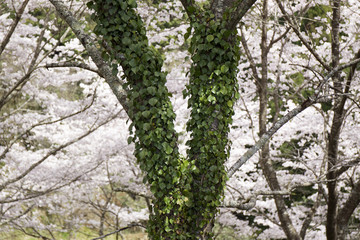 桜の木と蔦