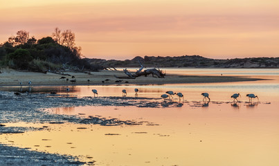 White Australian Ibises feeding at Snowy River Estuary on sunrise, Victoria, Australia.