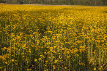 field of yellow flowers