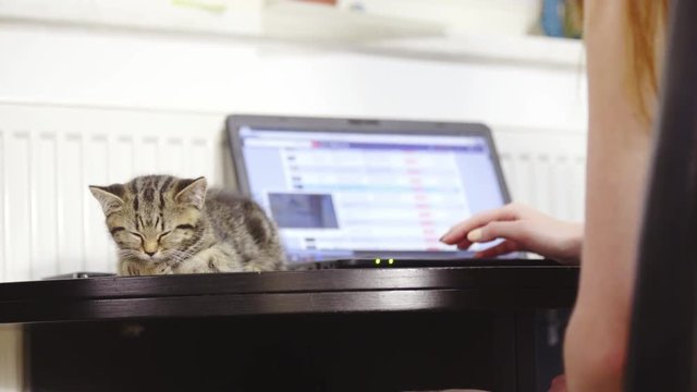 Cat on table with laptop computer