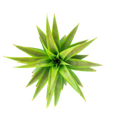 The soft leaves of pineapple on white background