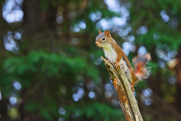 Canadian female red squirrel perched on a branch. A blurred forest provides an abstract background with abundant copy space. 