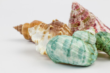 Sea shells isolated on white