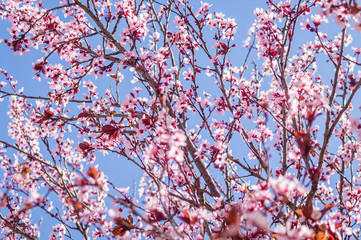 Springtime flowering tree lookup