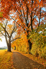 Naklejka premium Image of the bright autumn park