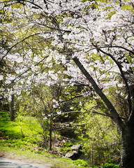 Beautiful cherry blossom trees