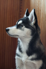 Profile of Siberian husky puppy