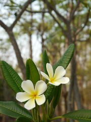 Frangipani