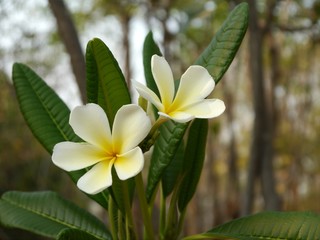 Frangipani