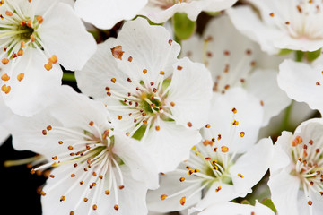 plum flowers as background