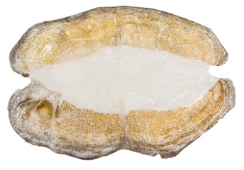 scales of a carp on a white background