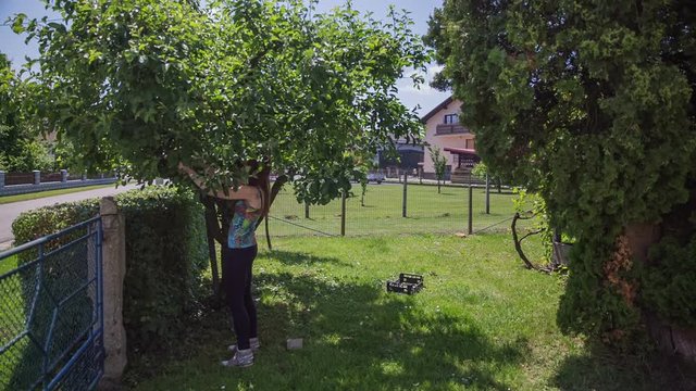 Young woman picking apples from tree