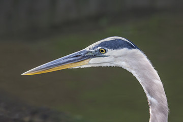 Great Blue Heron Close Up