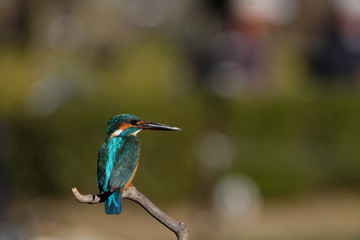 Fototapeta premium Stare kingfisher（みつめるかわせみ）