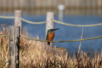 Kingfisher looking up（見上げるカワセミ）