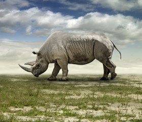 Obraz premium Rhinoceros on Grassy Plain