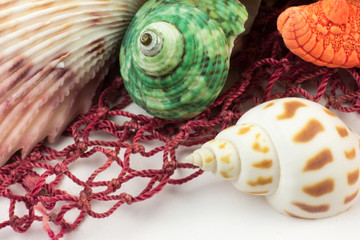 Sea shells isolated on white