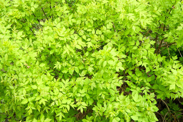 The Young maple leaves top view