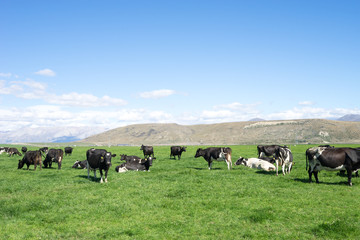 pasture with animals in summer day in new zealand