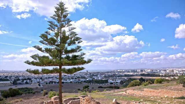 Lonesome pine tree above Tunis cityscape