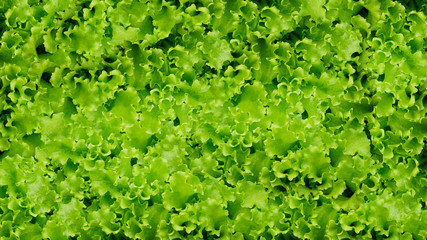 Fototapeta na wymiar green salad vegetables background.Healthy eating