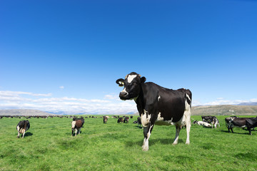 pasture with animals in summer day in new zealand