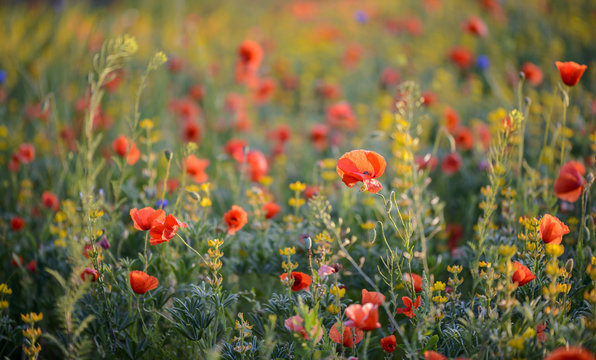 Wild flower meadow with beautiful red poppy flowers
