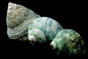 Sea shells on black background