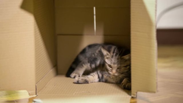 Kitten hunting own tail in a box