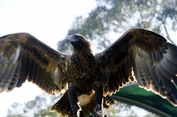 wedge tailed eagle