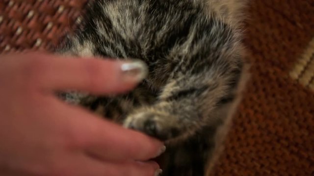 Kitten playing with fingers close up