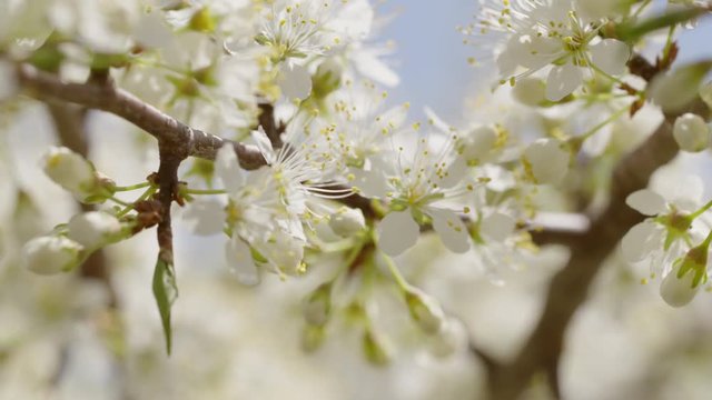 Racking focus from distant to close macro view of plum tree blossoms with slight breeze in spring sunlight.  Shallow depth of field, recorded in slow motion 4K at 60fps.