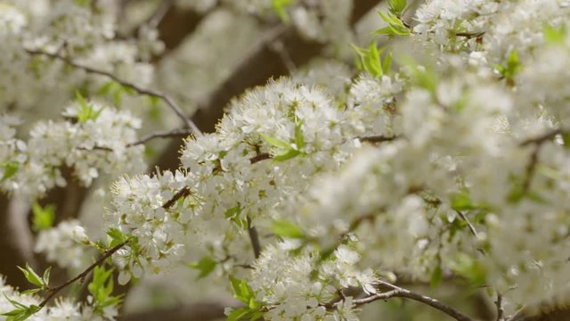 Pan from left and racking focus from distant to close macro view of plum tree blossoms with slight breeze in spring sunlight.  Shallow depth of field, recorded in slow motion 4K at 60fps.