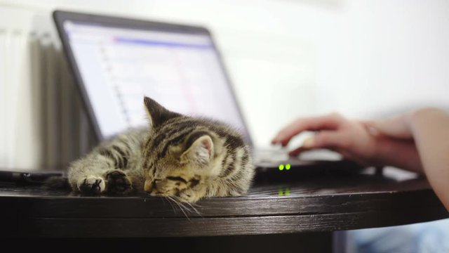 Cat sleep beside a pc on table