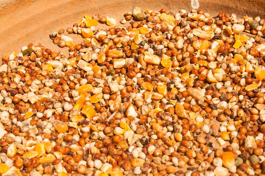 Bird Food